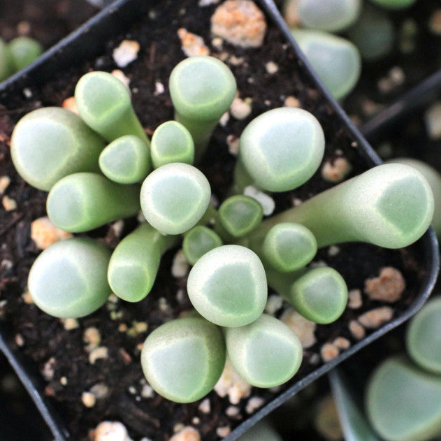 Fenestraria rhopalophylla - Baby Toes