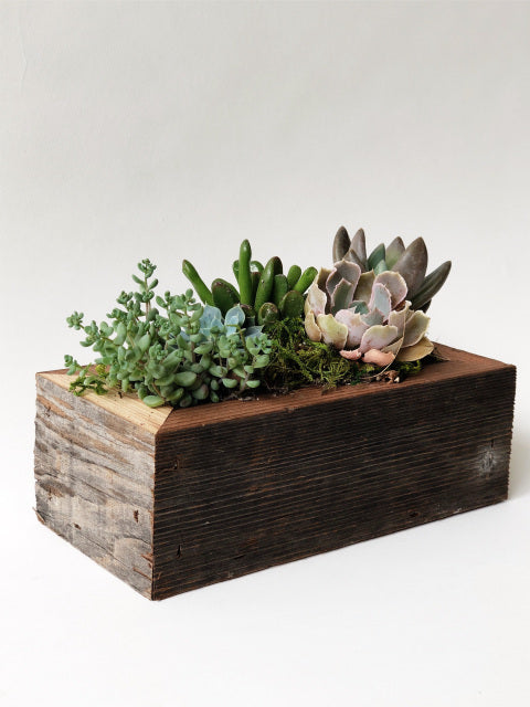Succulent Planter Box 2x6"