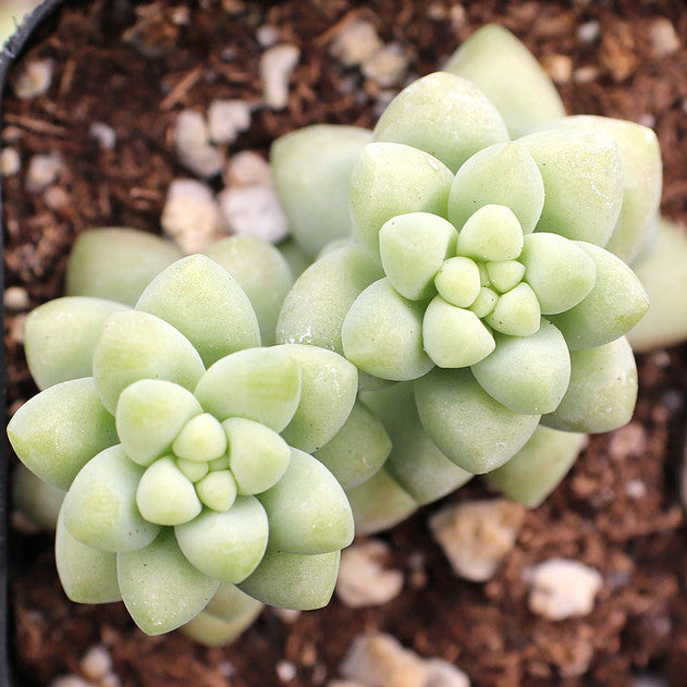 Sedum burrito
