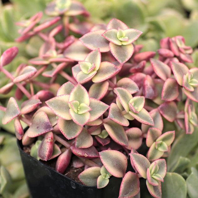 Crassula pellucida f. variegata - Calico Kitten