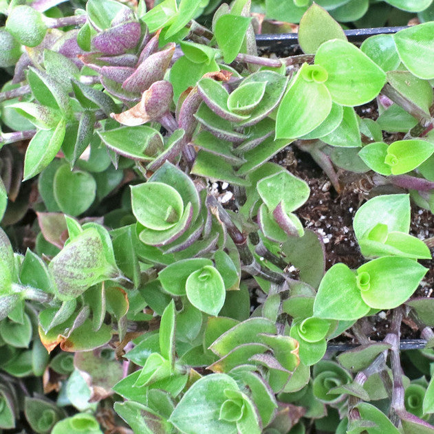 Callisia repens - Turtle Vine