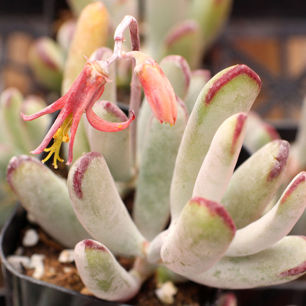 Cotyledon orbiculata 'Happy Young Lady'