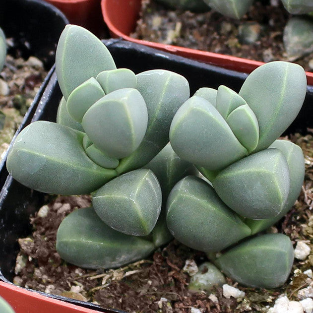 Corpuscularia lehmannii - Ice Plant