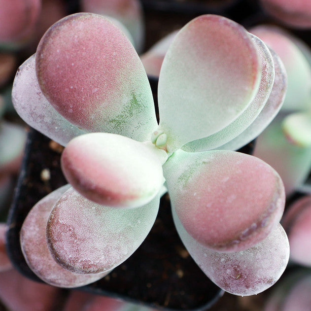 Cotyledon orbiculata 'Oophylla'