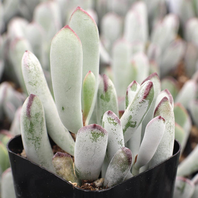 Cotyledon orbiculata 'Happy Young Lady'