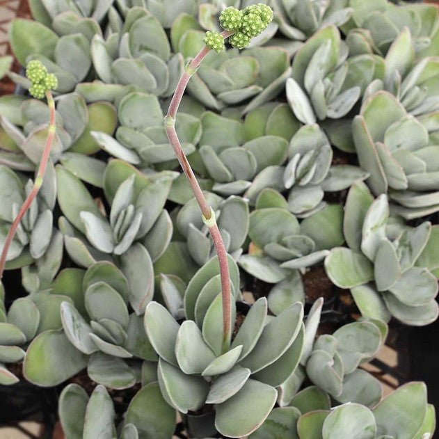 Crassula cotyledonis