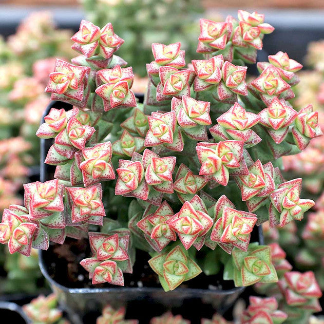 Crassula rupestris ssp. commutata 'Tom Thumb'