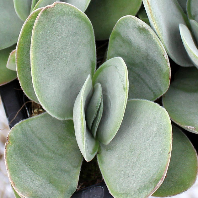 Crassula cotyledonis