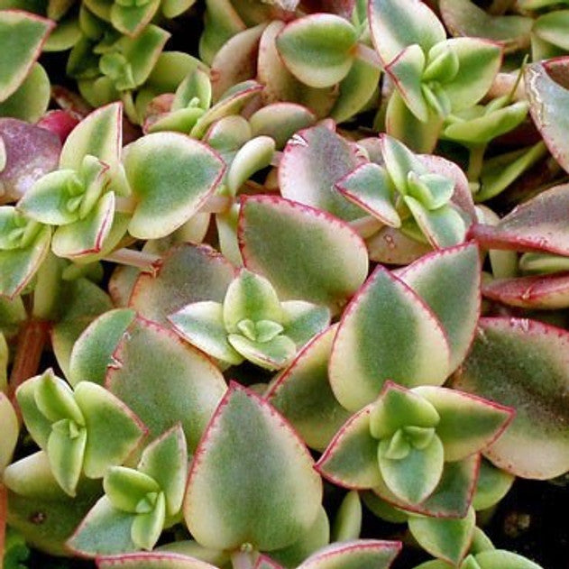 Crassula pellucida f. variegata - Calico Kitten