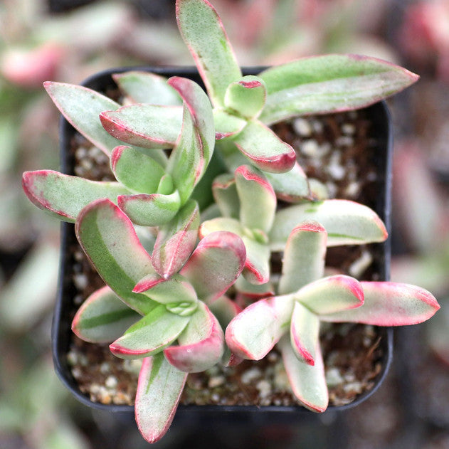 Crassula rubricaulis 'Candy Cane