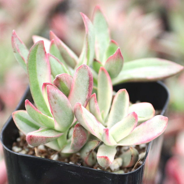 Crassula rubricaulis 'Candy Cane