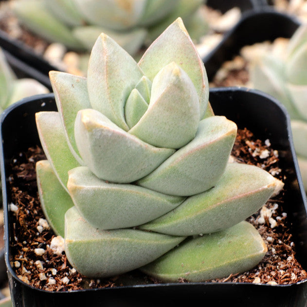 Crassula 'Moonglow'