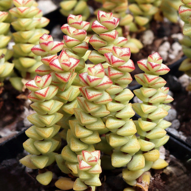 Crassula rupestris ssp. commutata 'Tom Thumb'