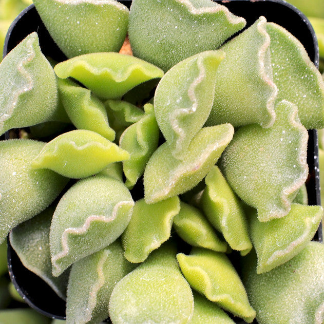 Adromischus cristatus - Crinkle-Leaf Plant