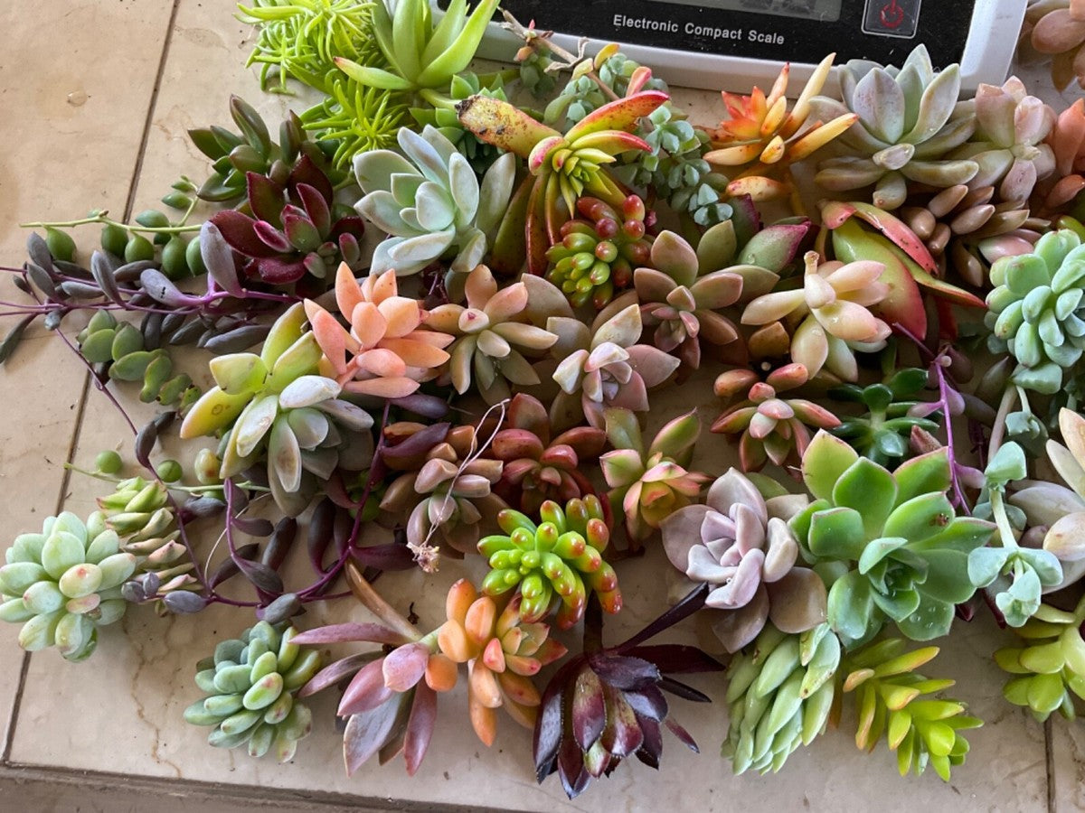 Succulent Cuttings