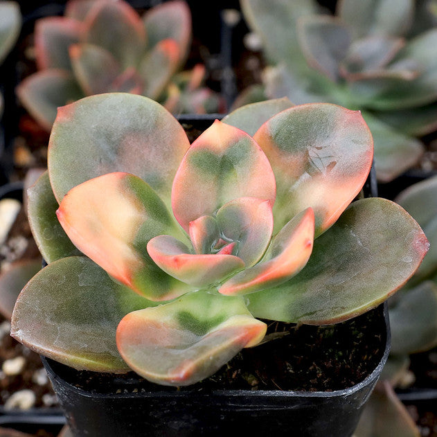 Echeveria 'Chroma'