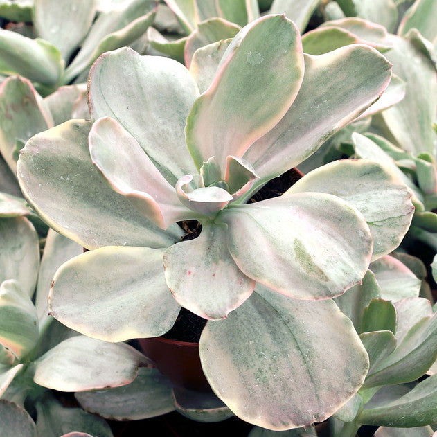 Echeveria 'Decora'