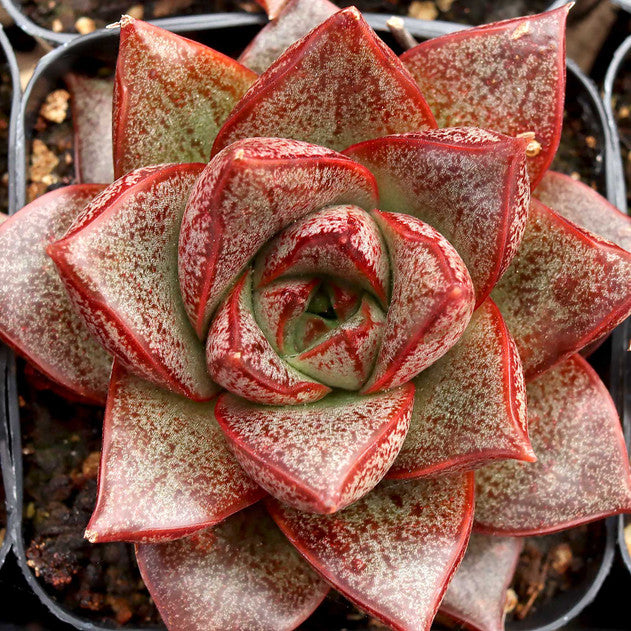 Echeveria purpusorum 'Dionysos'