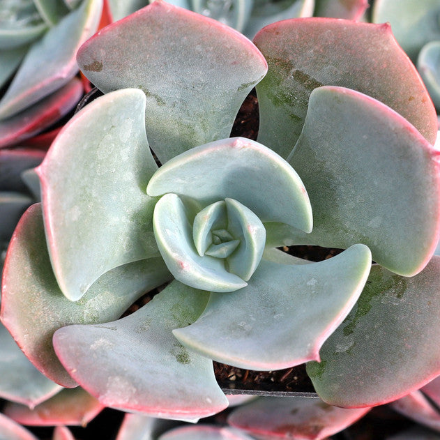 Echeveria 'Dusty Rose'