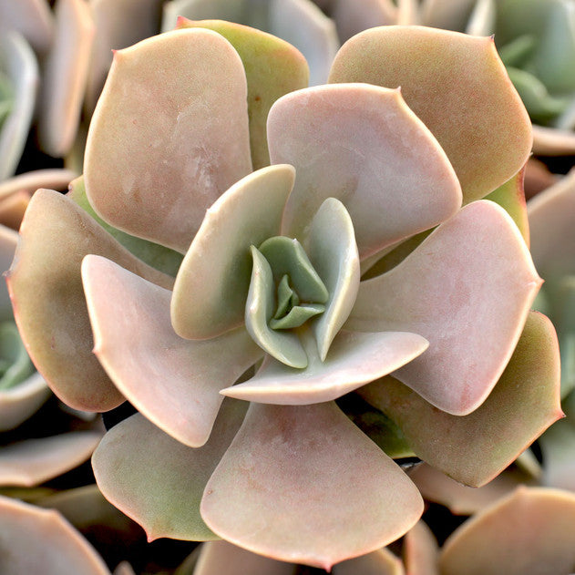 Echeveria 'Lolita'