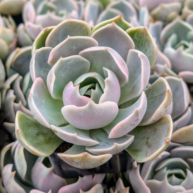 Echeveria 'Lotus'