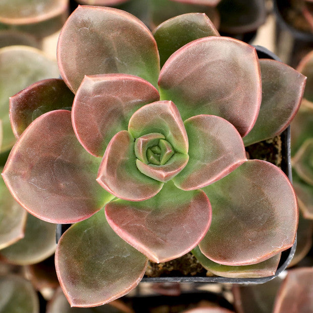 Echeveria 'Melaco'