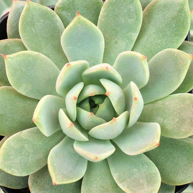 Echeveria 'Pampa'