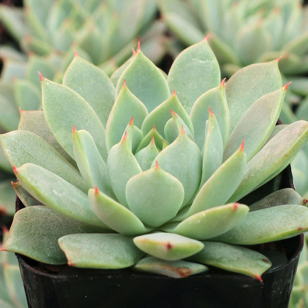 Echeveria 'Pampa'