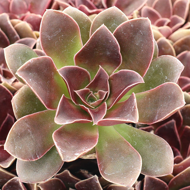 Echeveria racemosa (Large)