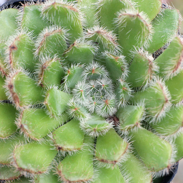 Echeveria setosa