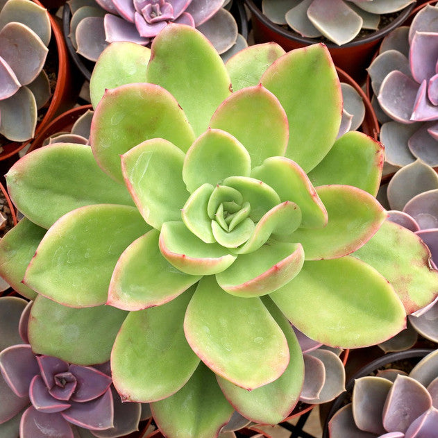 Echeveria 'Tulip'