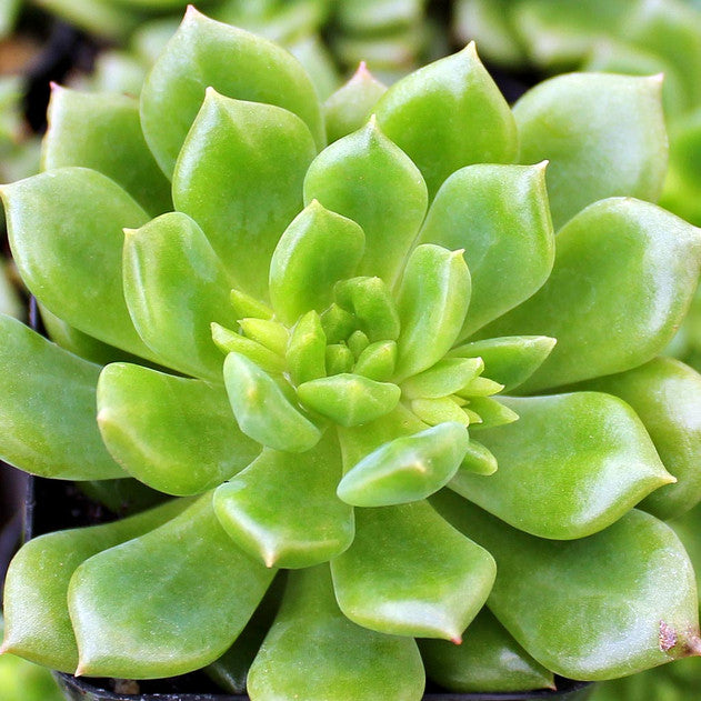Echeveria 'Emerald Ripple'