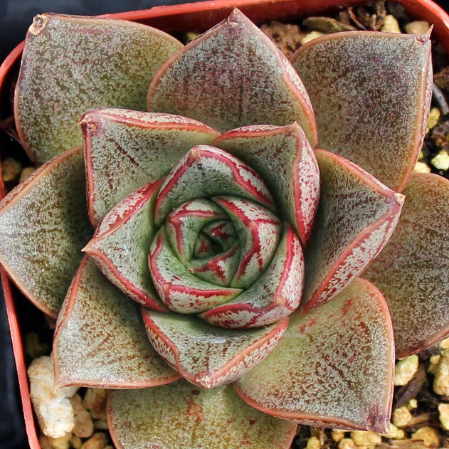 Echeveria purpusorum 'Dionysos'