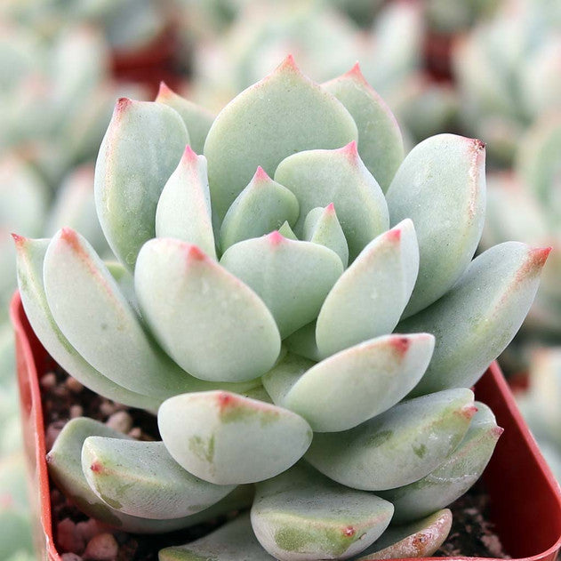 Echeveria 'Clair de Lune'