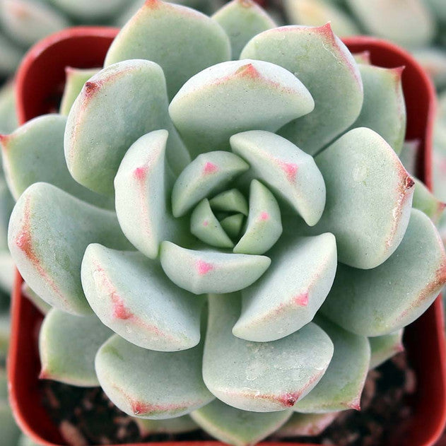 Echeveria 'Clair de Lune'