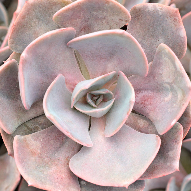 Echeveria 'Dusty Rose'