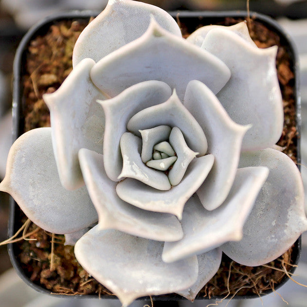 Echeveria lilacina - Ghost Echeveria