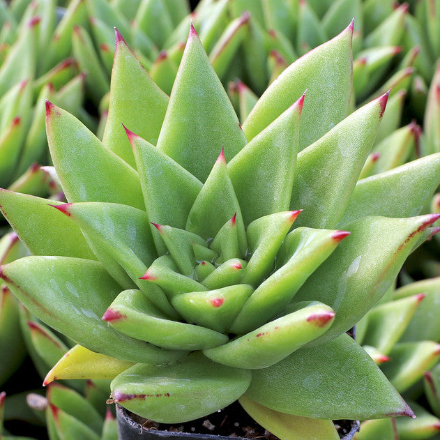 Echeveria agavoides 'Lipstick'