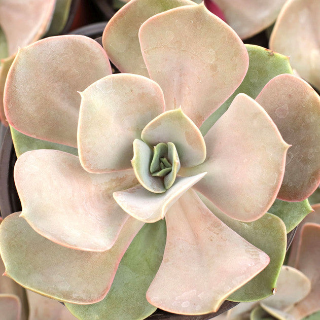 Echeveria 'Lolita'