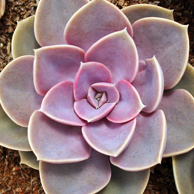 Echeveria 'Perle von Nurnberg'
