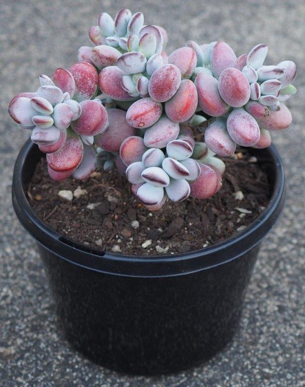 Cotyledon orbiculata 'Oophylla'