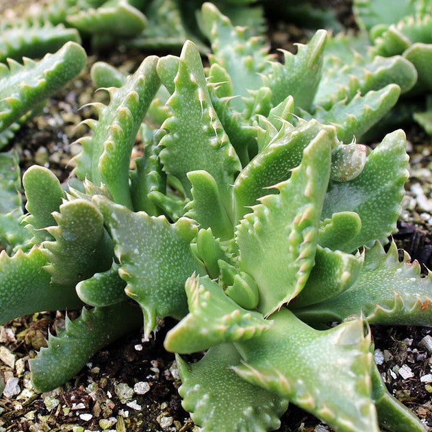 Faucaria felina - Tiger Jaws (Large)