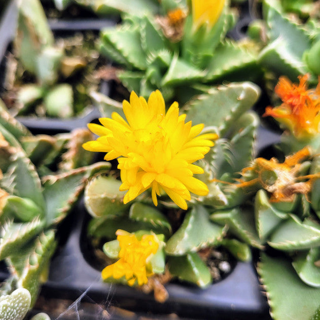 Faucaria tuberculosa (Large)