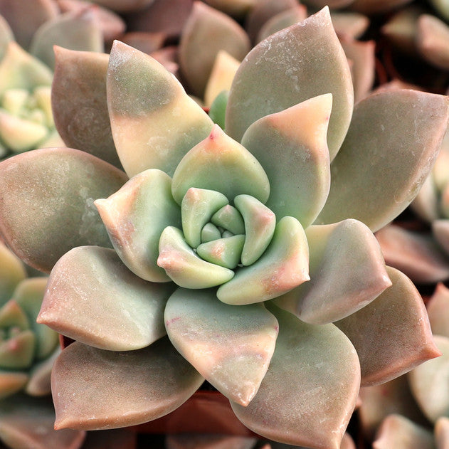 Graptopetalum paraguayense