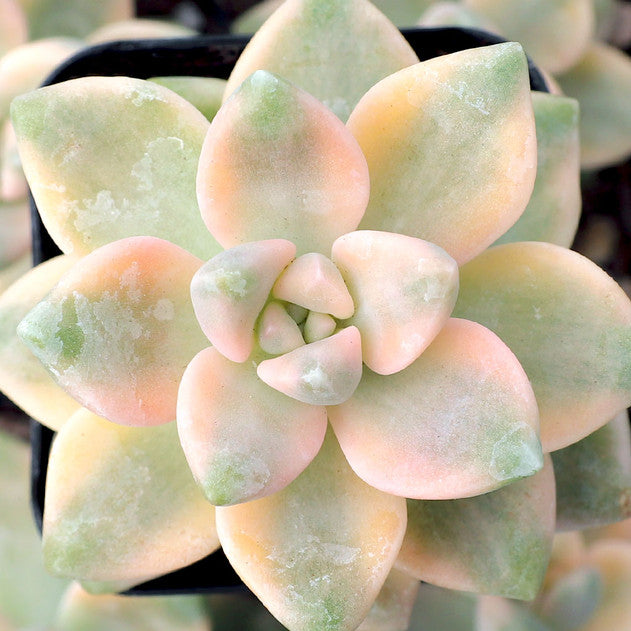 Graptoveria 'Titubans Variegata'