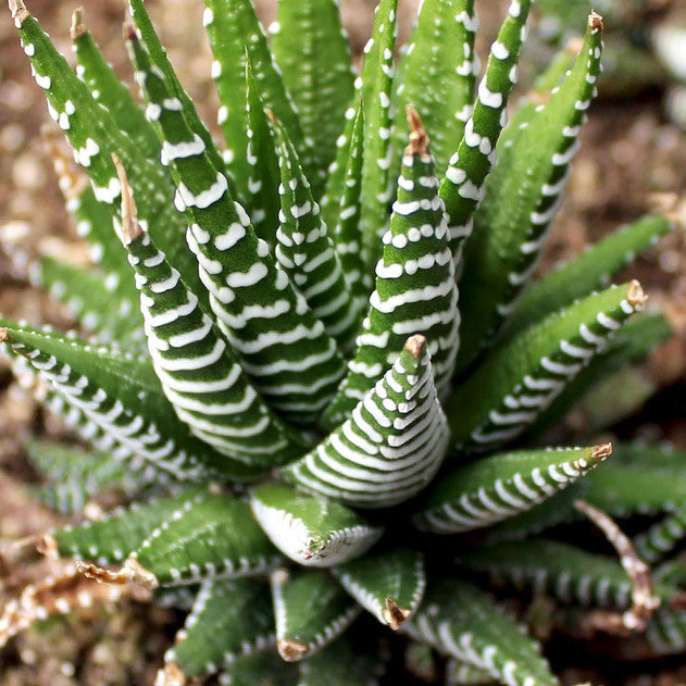 Haworthia fasciata - Zebra Plant