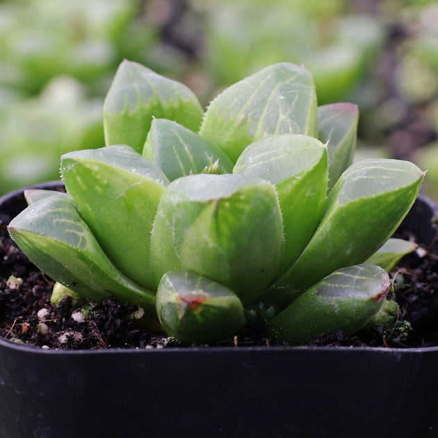 Haworthia mutica f. variegata