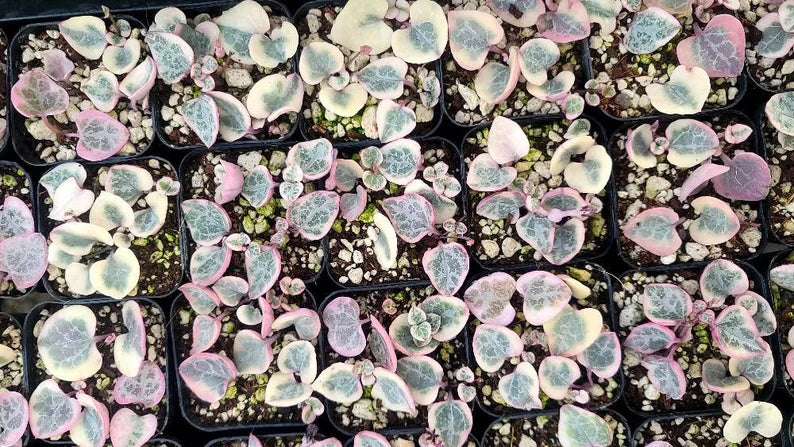 Ceropegia woodii f. variegata - Variegated String of Hearts