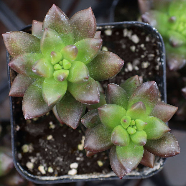 Sedeveria 'Jet Beads'