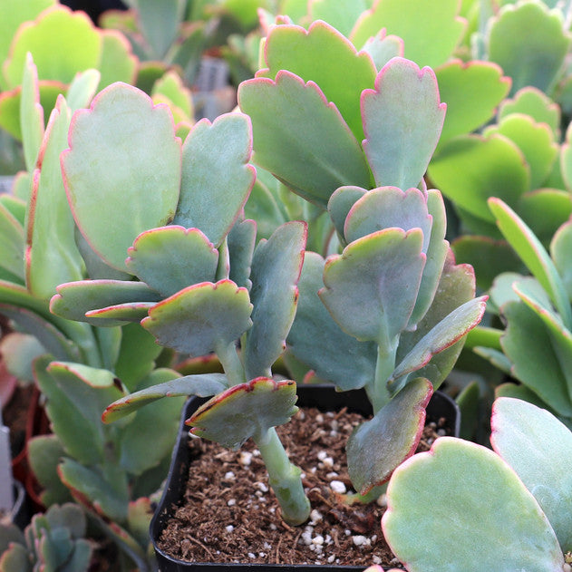 Kalanchoe fedtschenkoi - Lavender Scallops